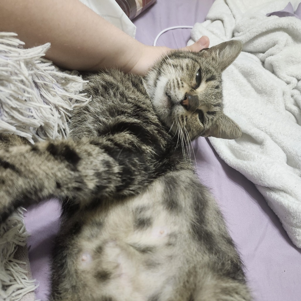 PLUM - Domestic Shorthair available for adoption