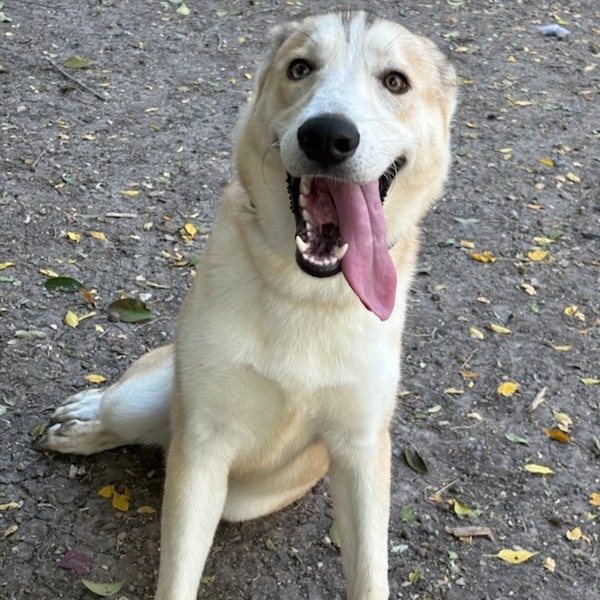 Scout, photo 5