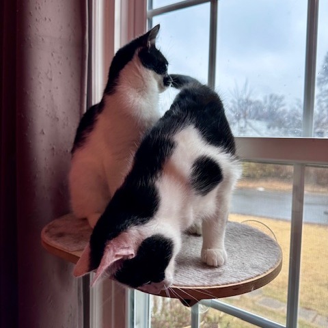 Patches — thumbnail 3