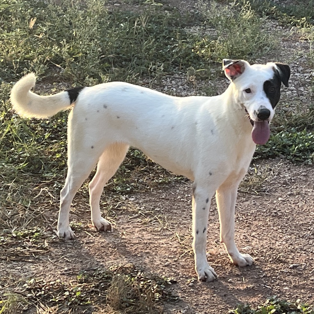 BETTY - American Blue Heeler / Mixed Breed (Large) for adoption in Edinburg