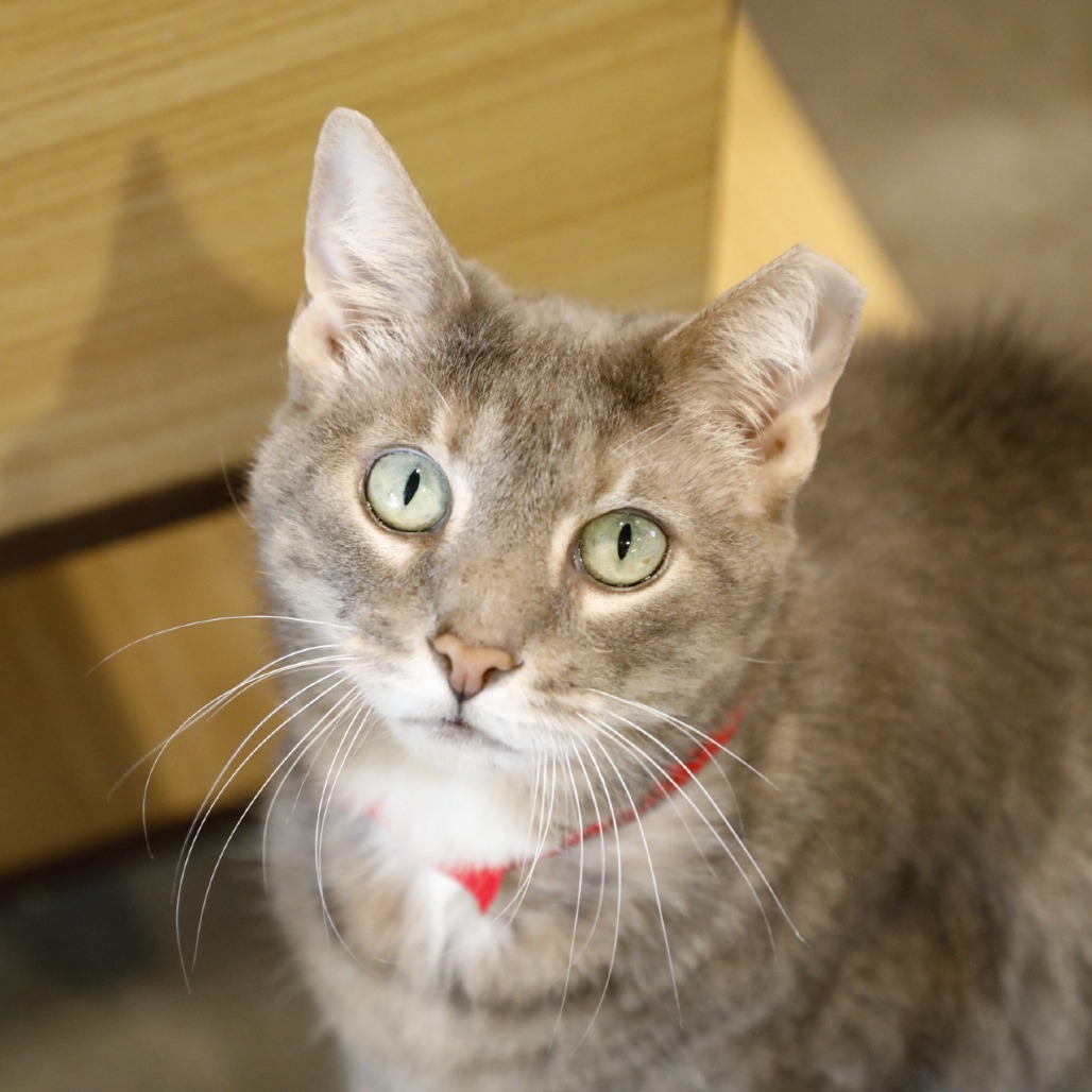 Minnie — thumbnail 3