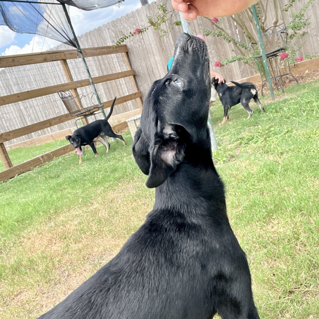 BIG LEAGUE CHEW - Mixed Breed (Medium) available for adoption