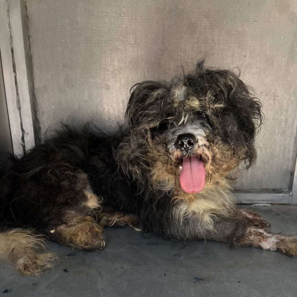 QUEEN JULIANN - Poodle / Miniature available for adoption