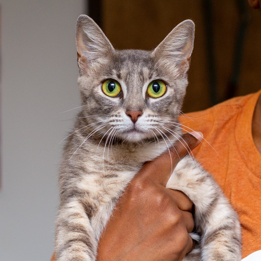 SANDY CHEEKS - Domestic Shorthair / Mix available for adoption