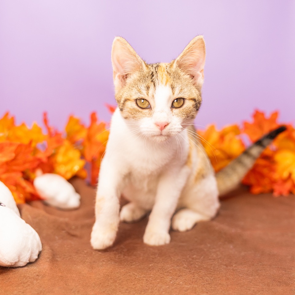 Cocoa Bean — thumbnail 4