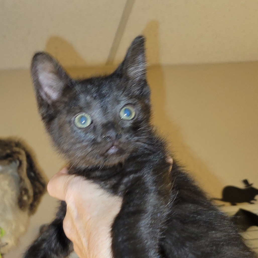 Mitosis: Male 3 Domestic Shorthair
