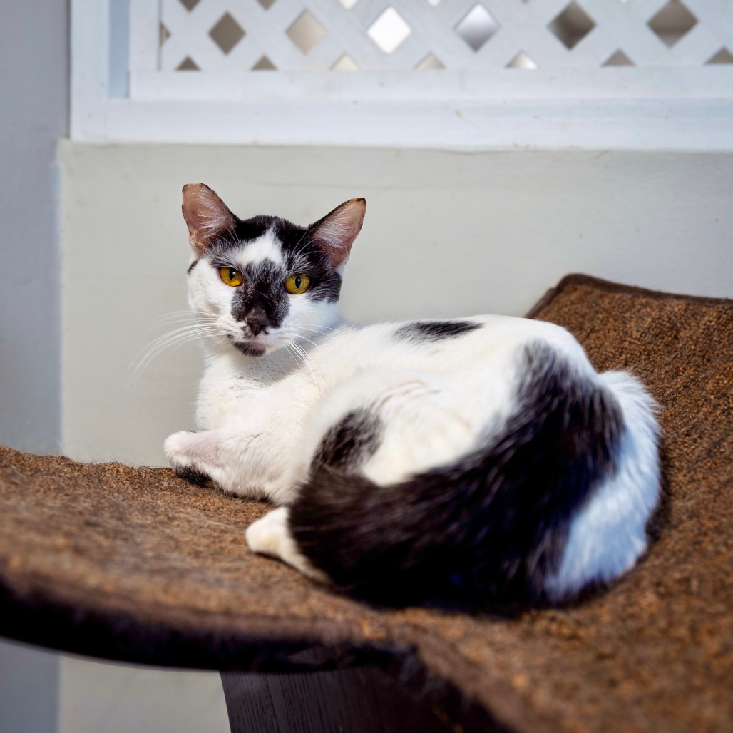 MANCHITAS - Domestic Shorthair available for adoption