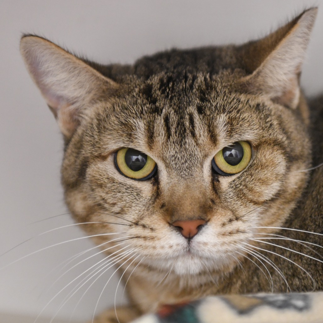 Jupiter - Domestic Shorthair