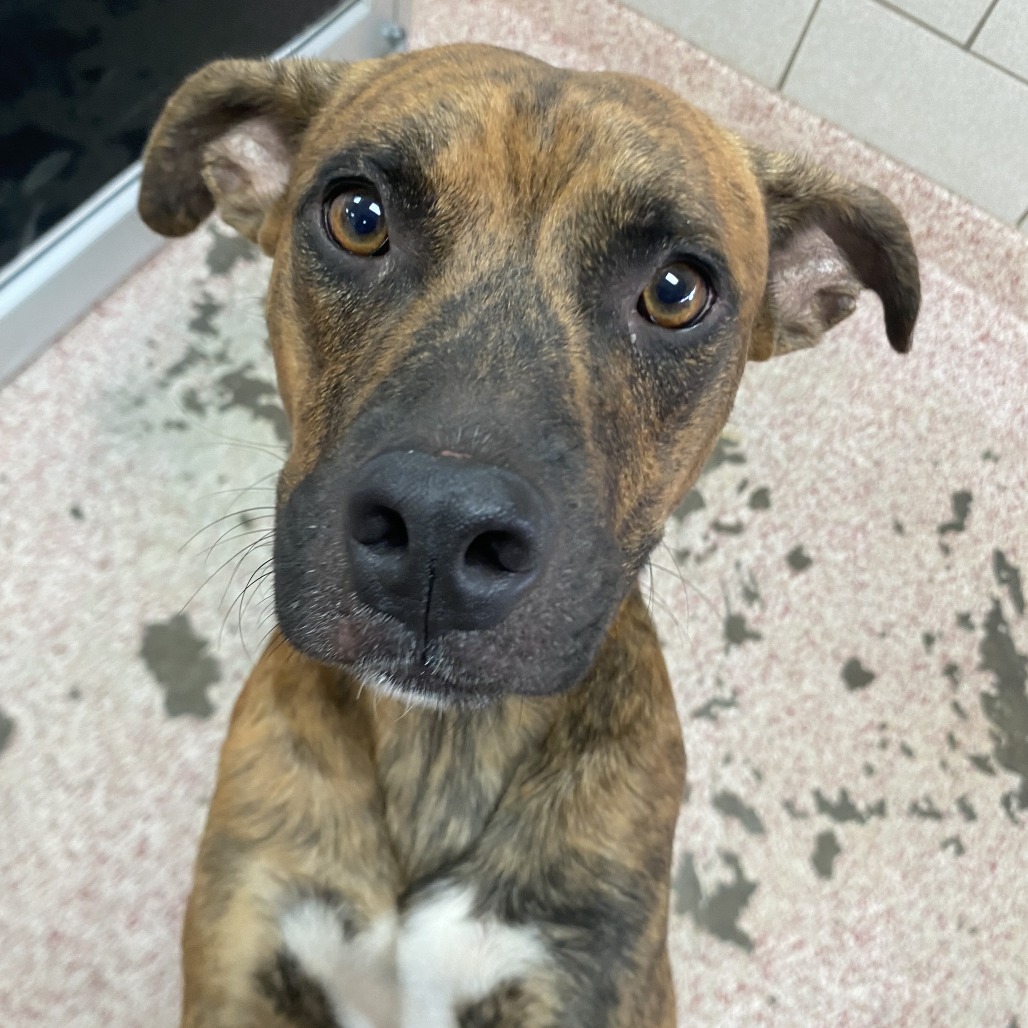 CILANTRO - Mixed Breed (Medium) available for adoption