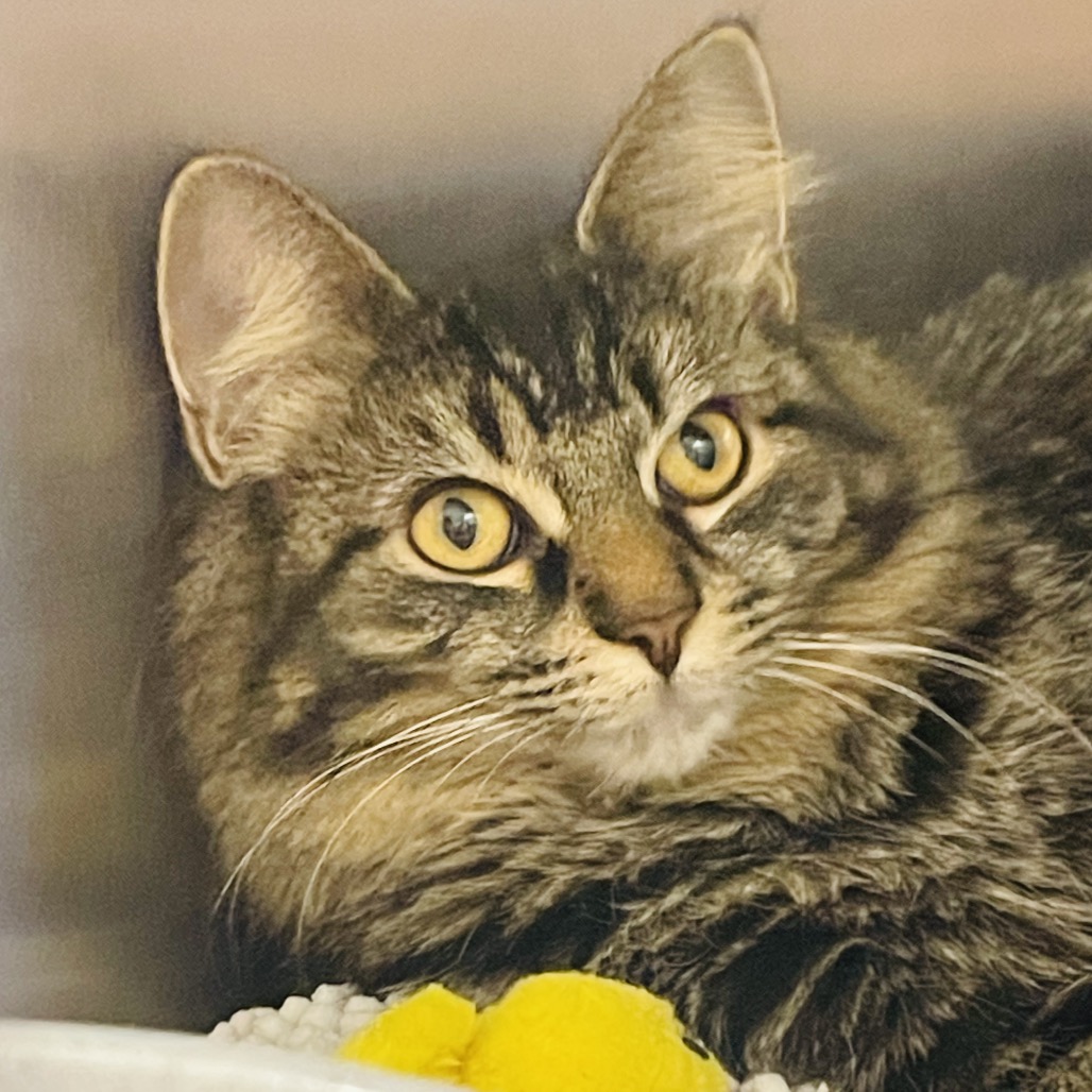 Lulu available through our Foster to Adopt Program, photo 5