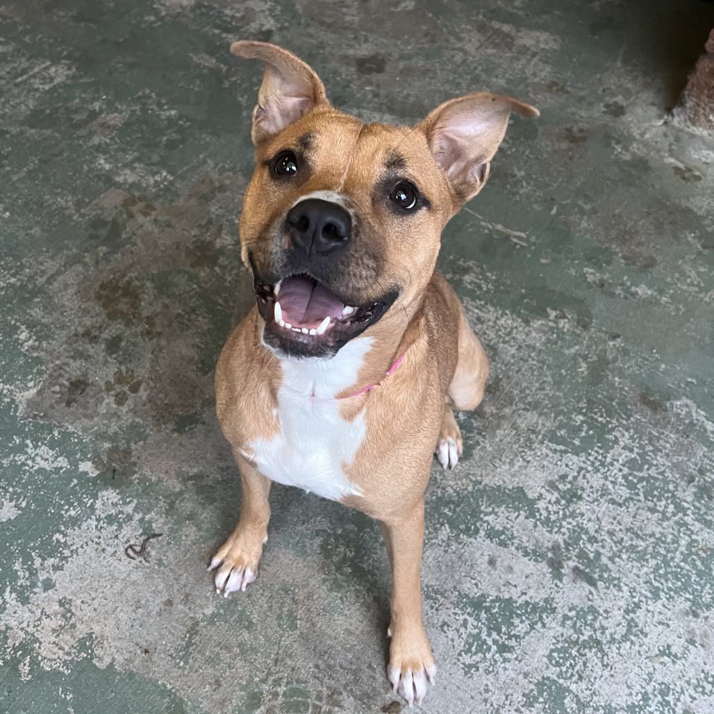 Cheeser — thumbnail 4