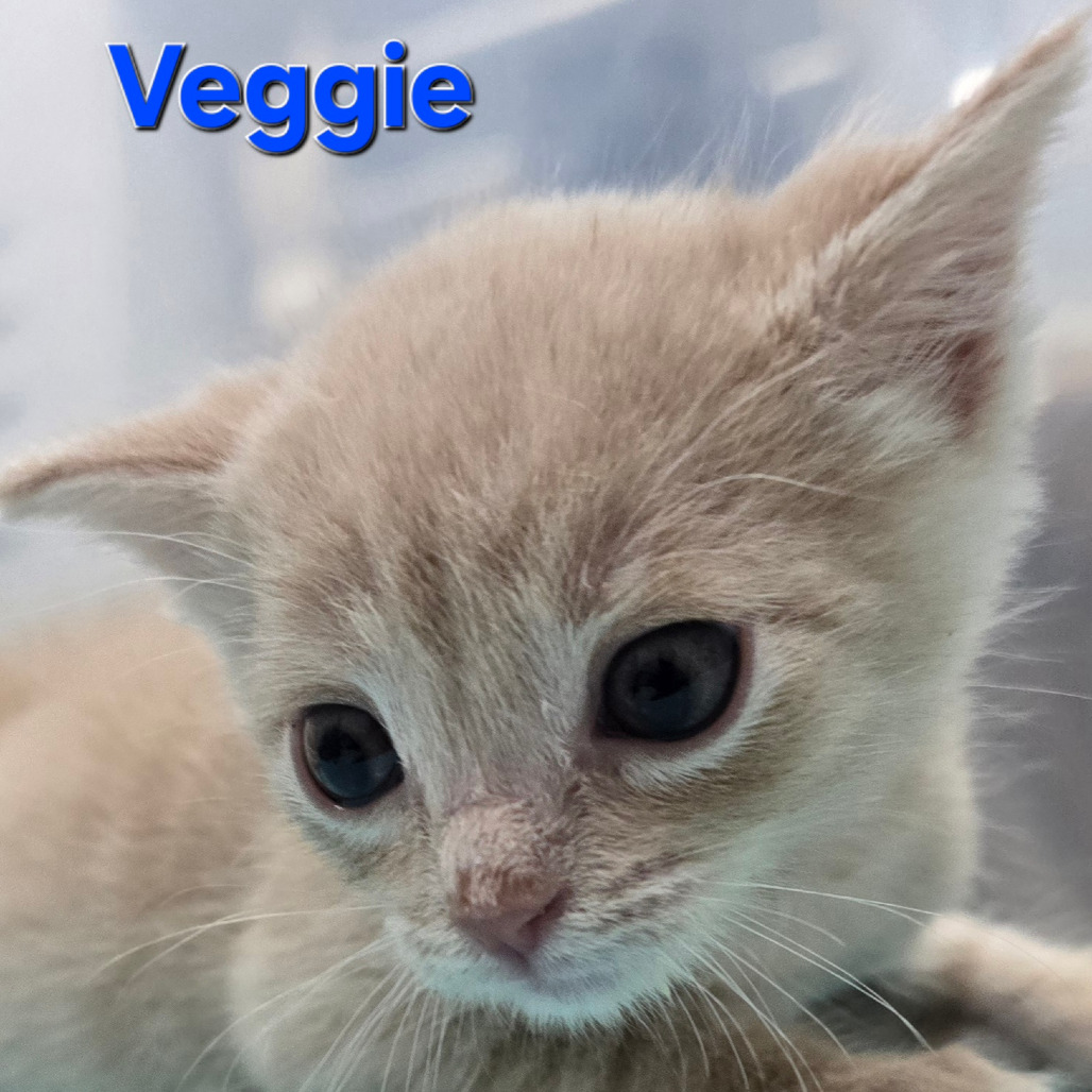 Veggie, photo 3
