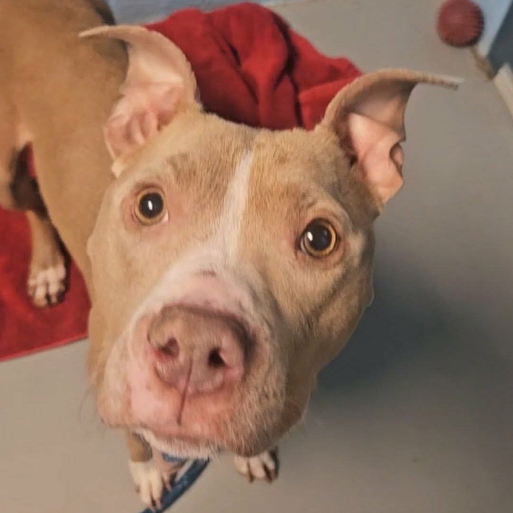 Kapri — thumbnail 5