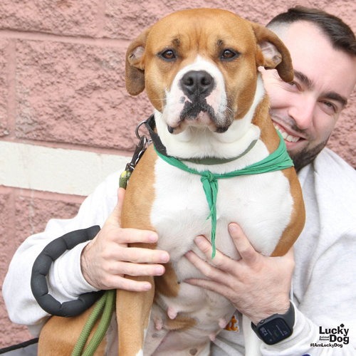 BON BON - Boxer / Terrier available for adoption