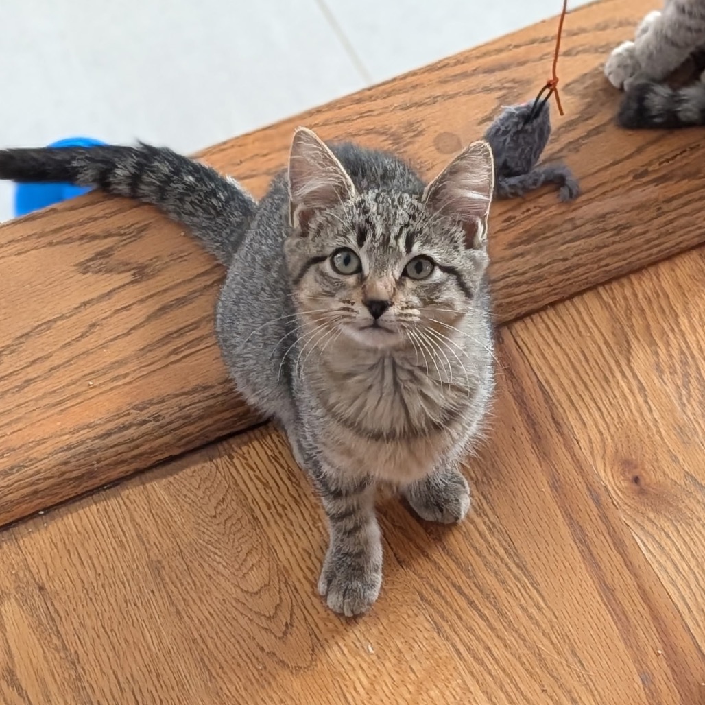 DEW DROP - Domestic Shorthair / Domestic Shorthair available for adoption