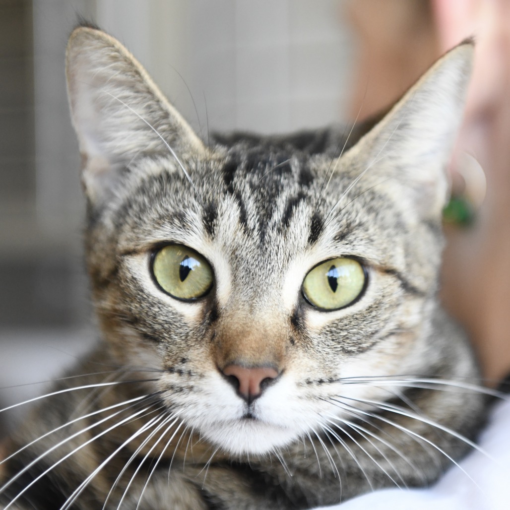 Groot - Domestic Shorthair
