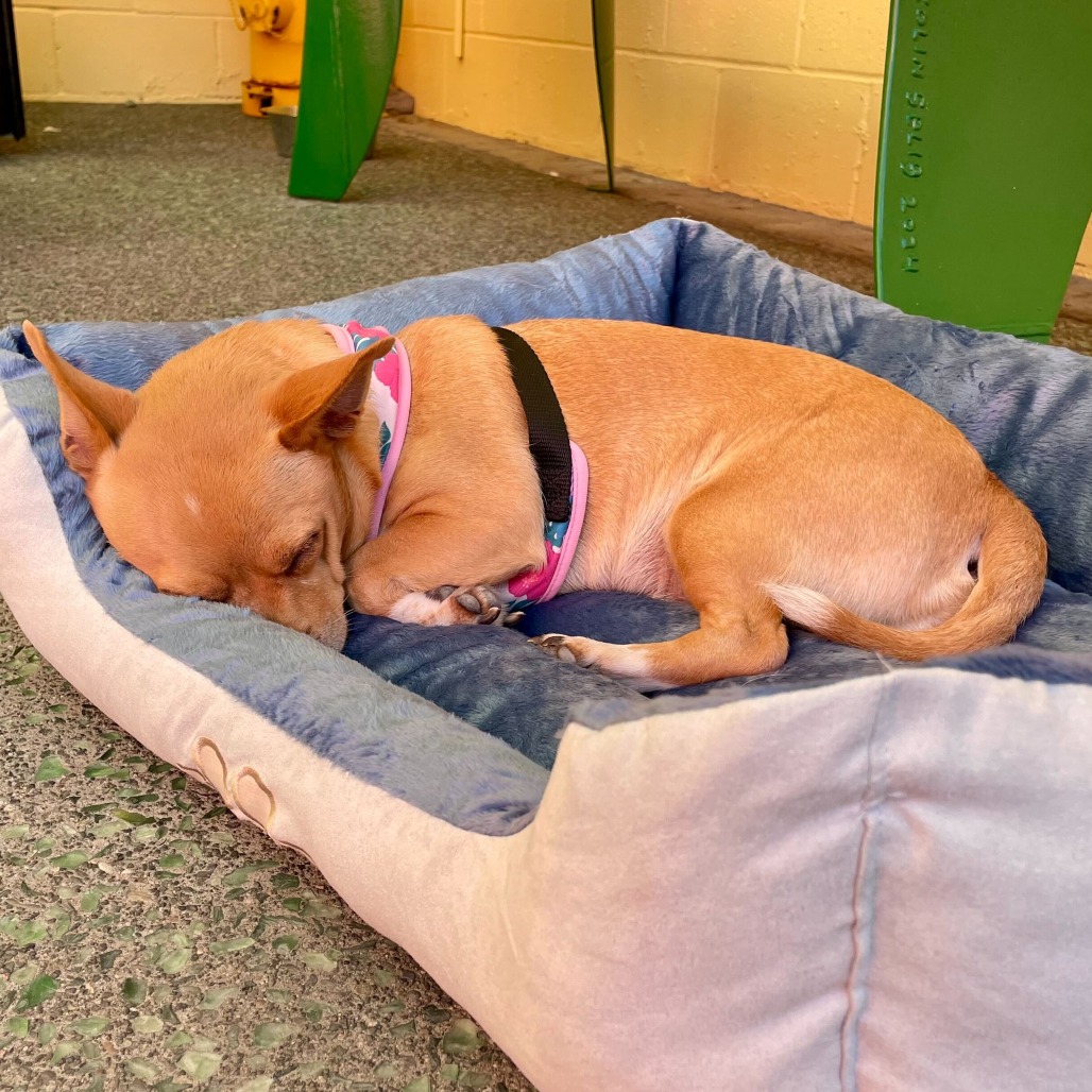 Aspen Annie 13873 — thumbnail 3