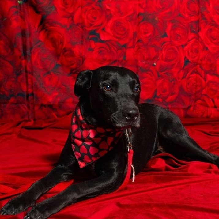 Java, available for adoption at PVAS