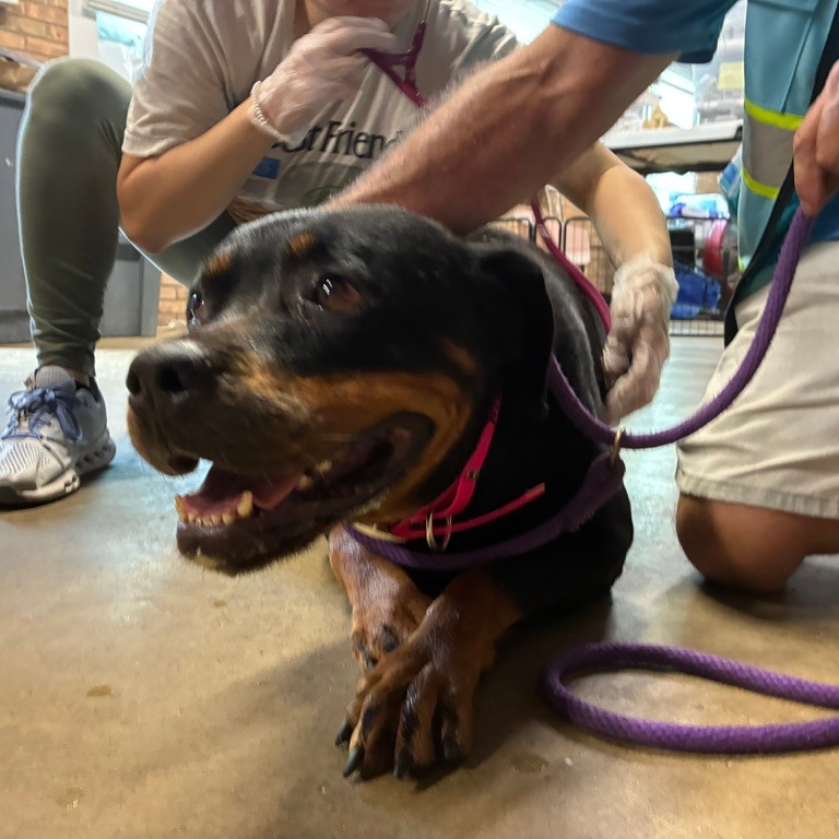 Rottweiler
