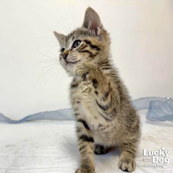 CHATTY CATHY - Domestic Shorthair available for adoption