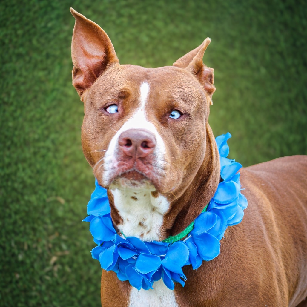 Blew, an adoptable dog at SPCA-BC