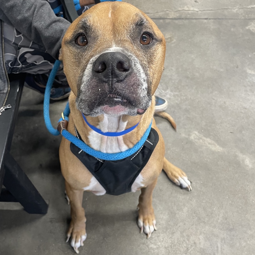 Rocky — thumbnail 3