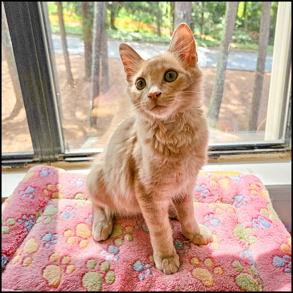 TEDDY GRAHAMS - Domestic Medium Hair available for adoption