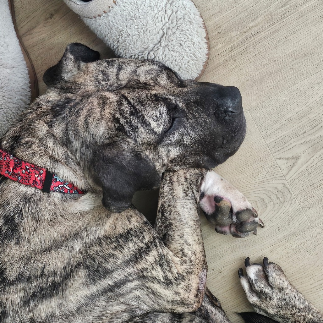 NALA - Mixed Breed (Medium) available for adoption