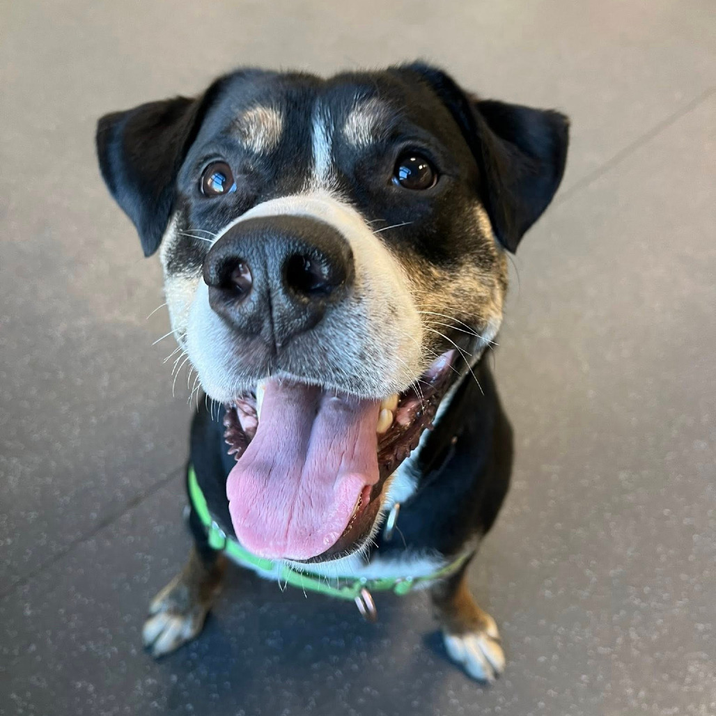 Photo of Swiss Miss 10