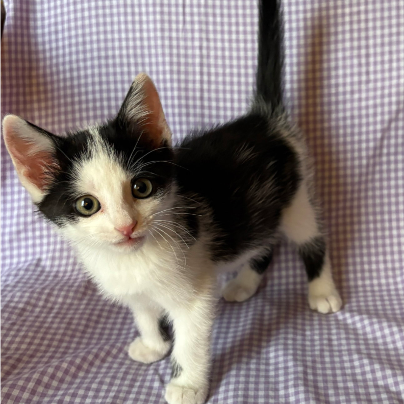 Juice, adopted