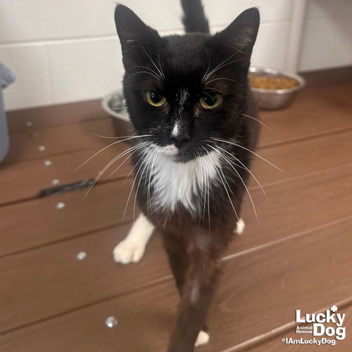 PIPPIN - Domestic Shorthair available for adoption