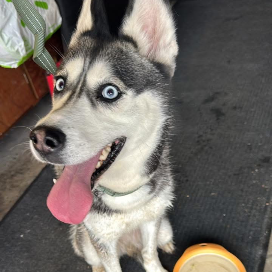 Siberian Husky