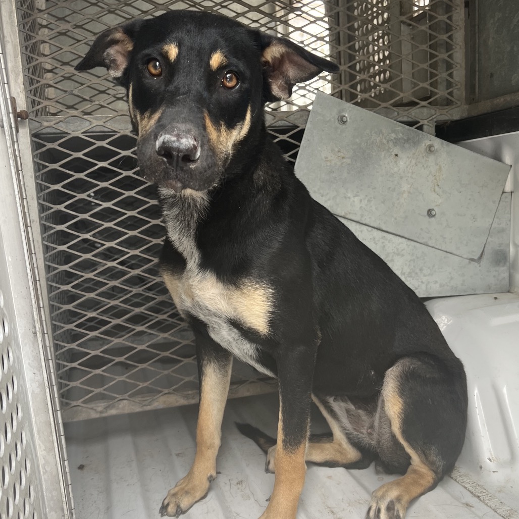 NABOO - Shepherd available for adoption