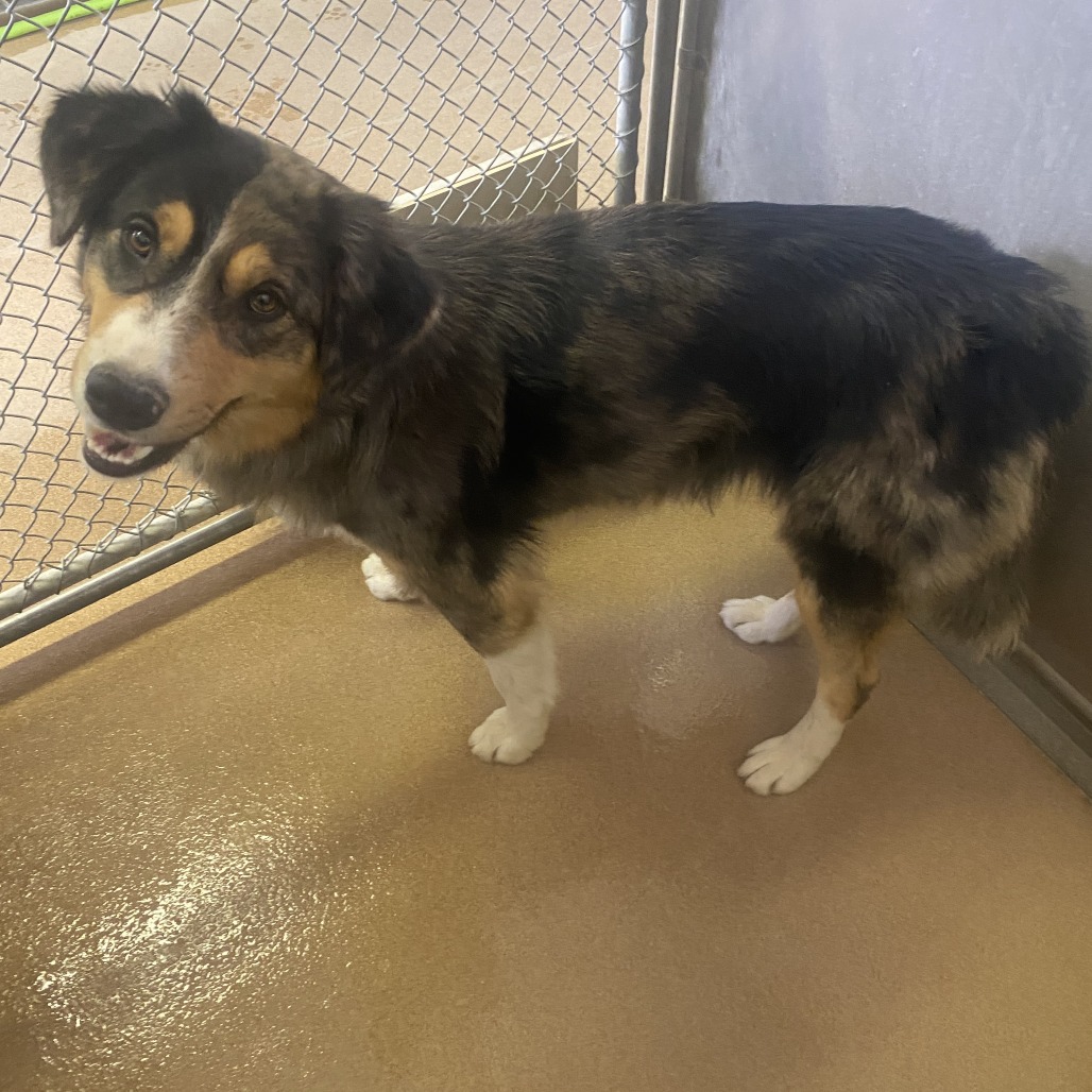 Maui — thumbnail 2