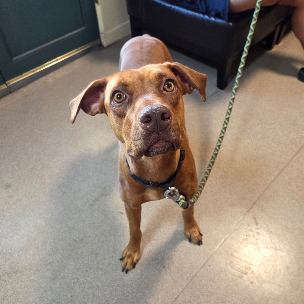 Vizsla