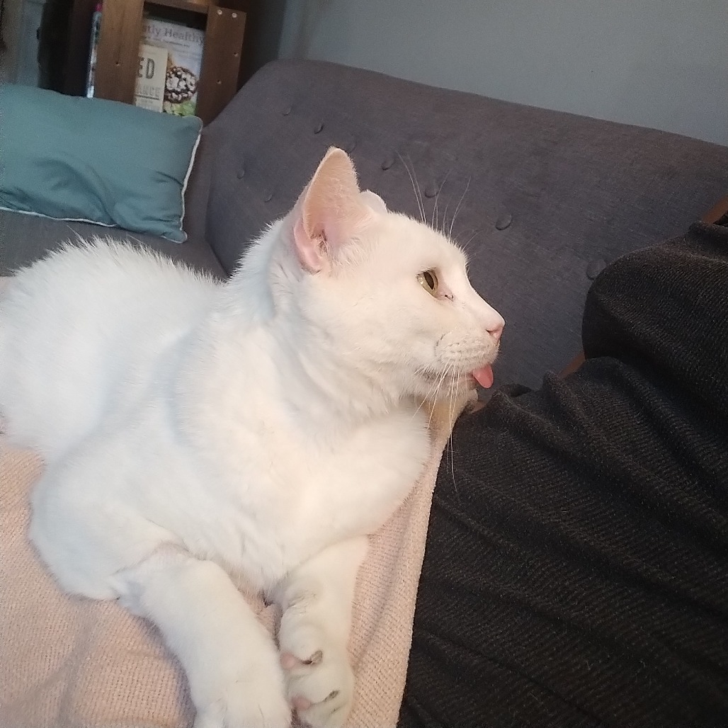 ALPACA - Domestic Shorthair available for adoption