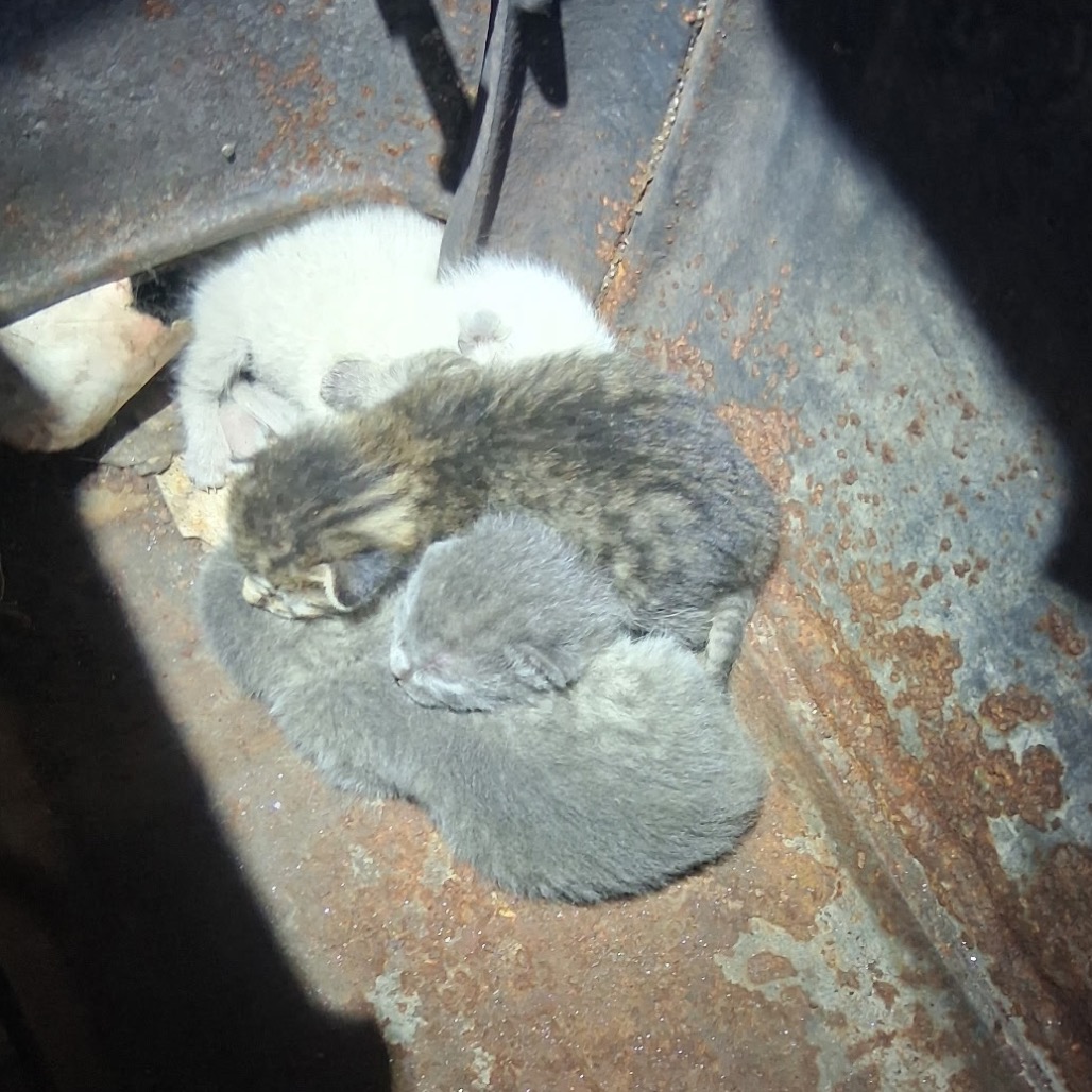 Pippie (mom), photo 3