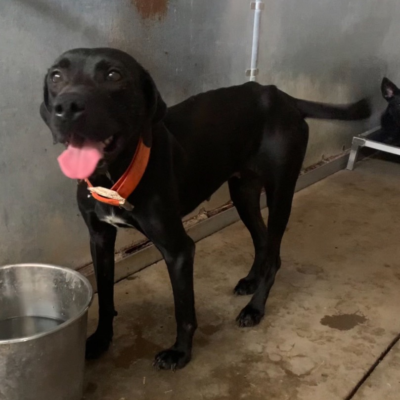 LUNA LOVEGOOD - Retriever, Labrador / Mix available for adoption
