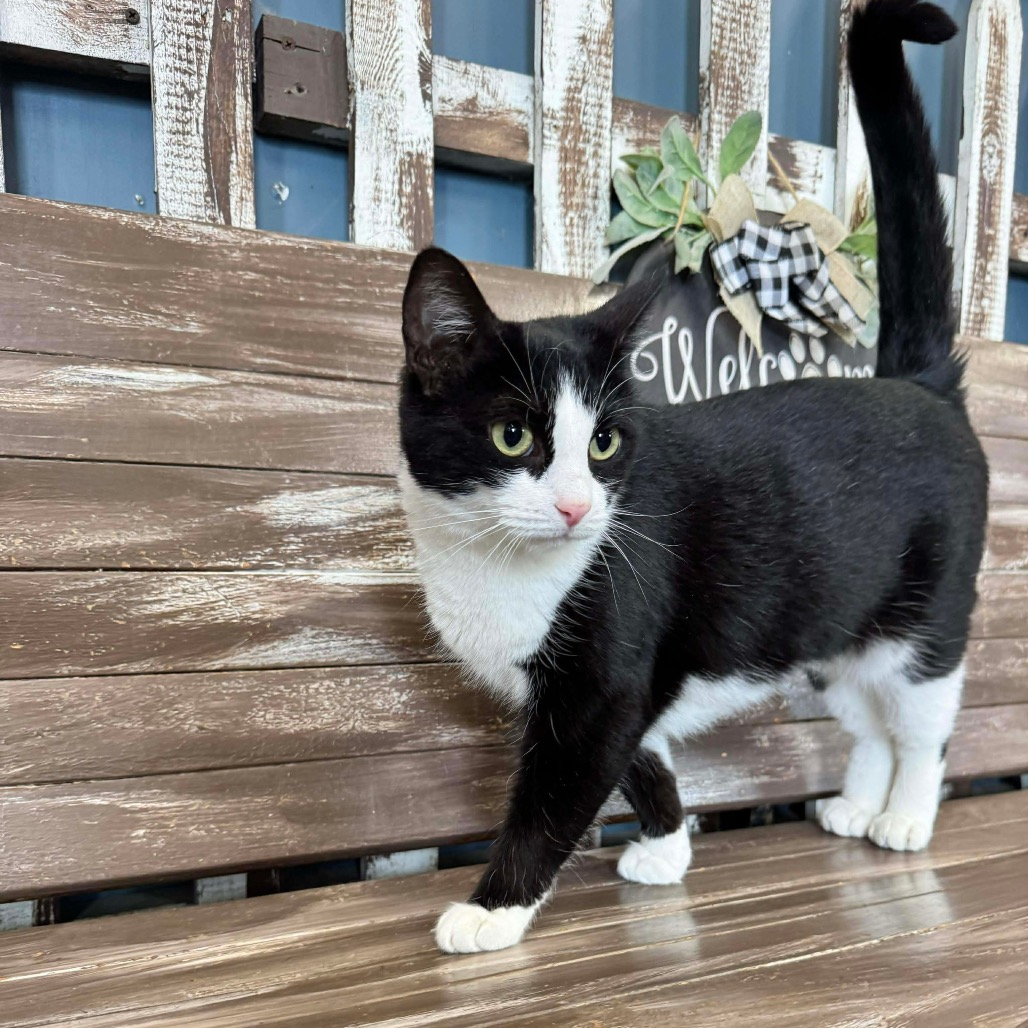 Oreo