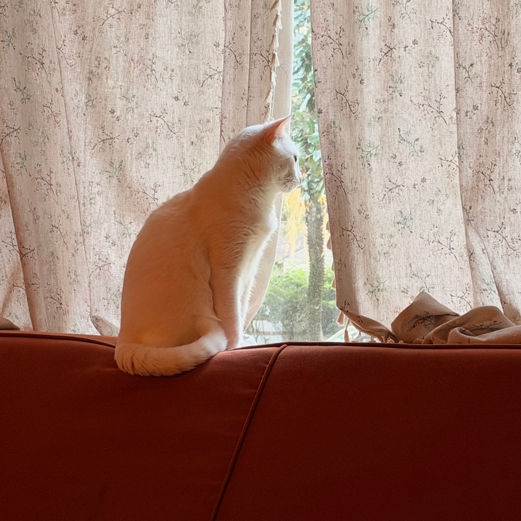 Casper, photo 5
