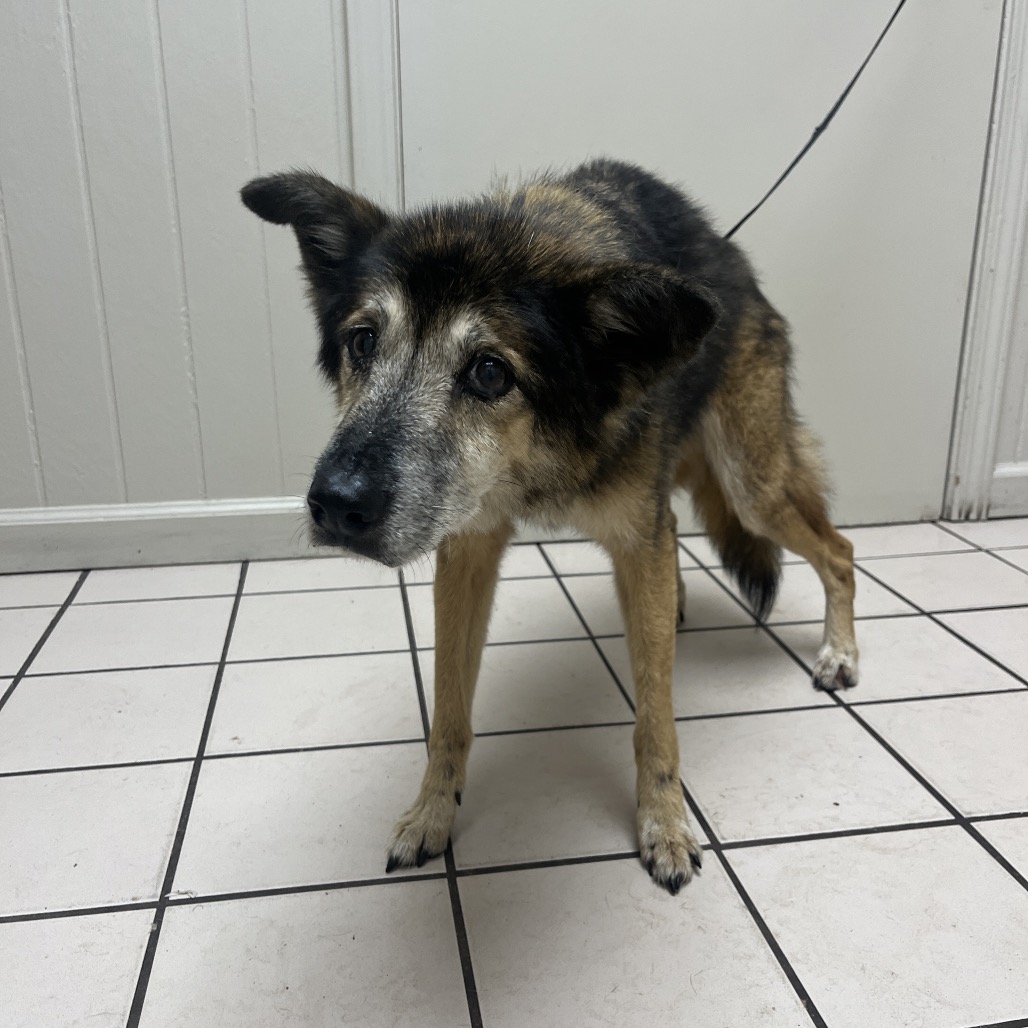 Tusc Stray 80675