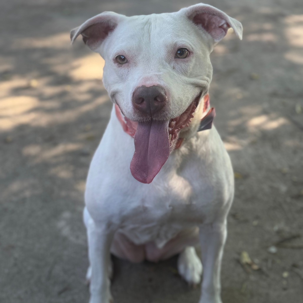 Zola