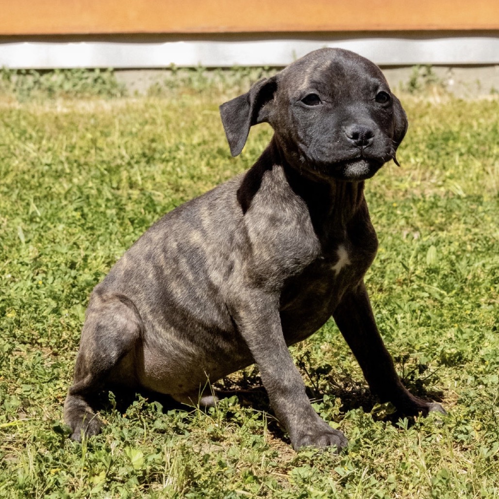 Kennel#34c's preview photo