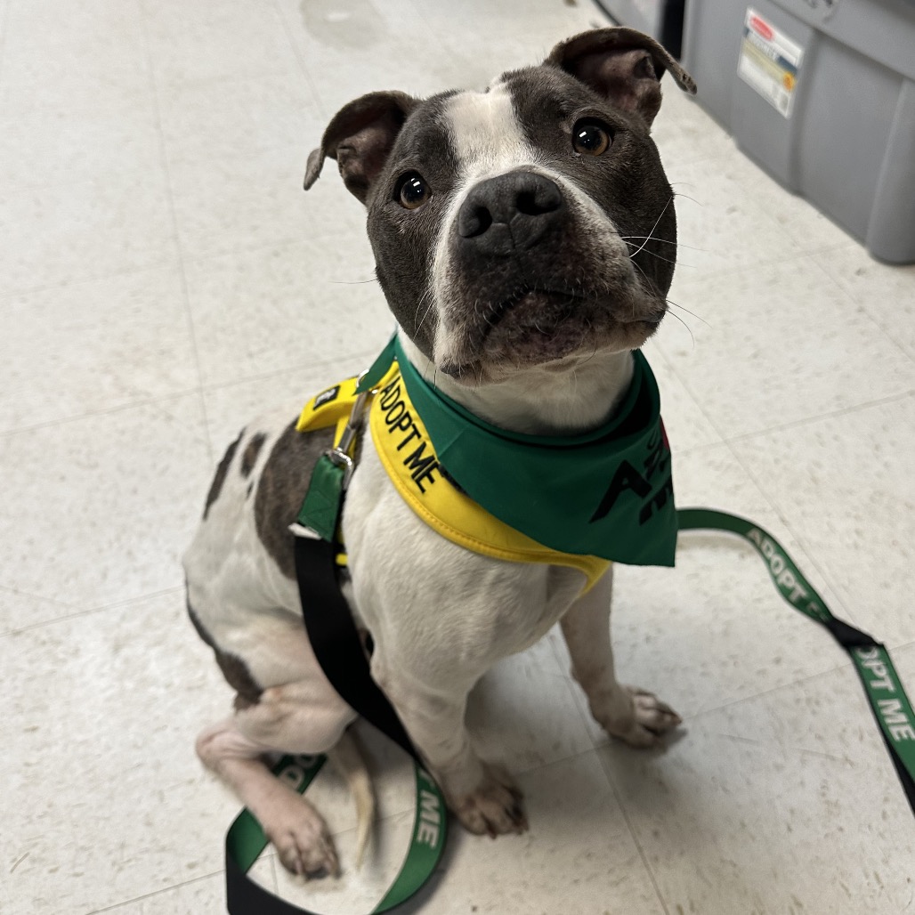 Chanel — thumbnail 4