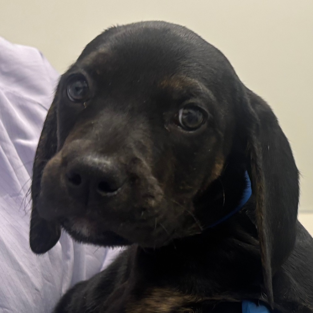 Igloo — thumbnail 2