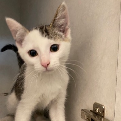 BUTLER - Domestic Shorthair available for adoption
