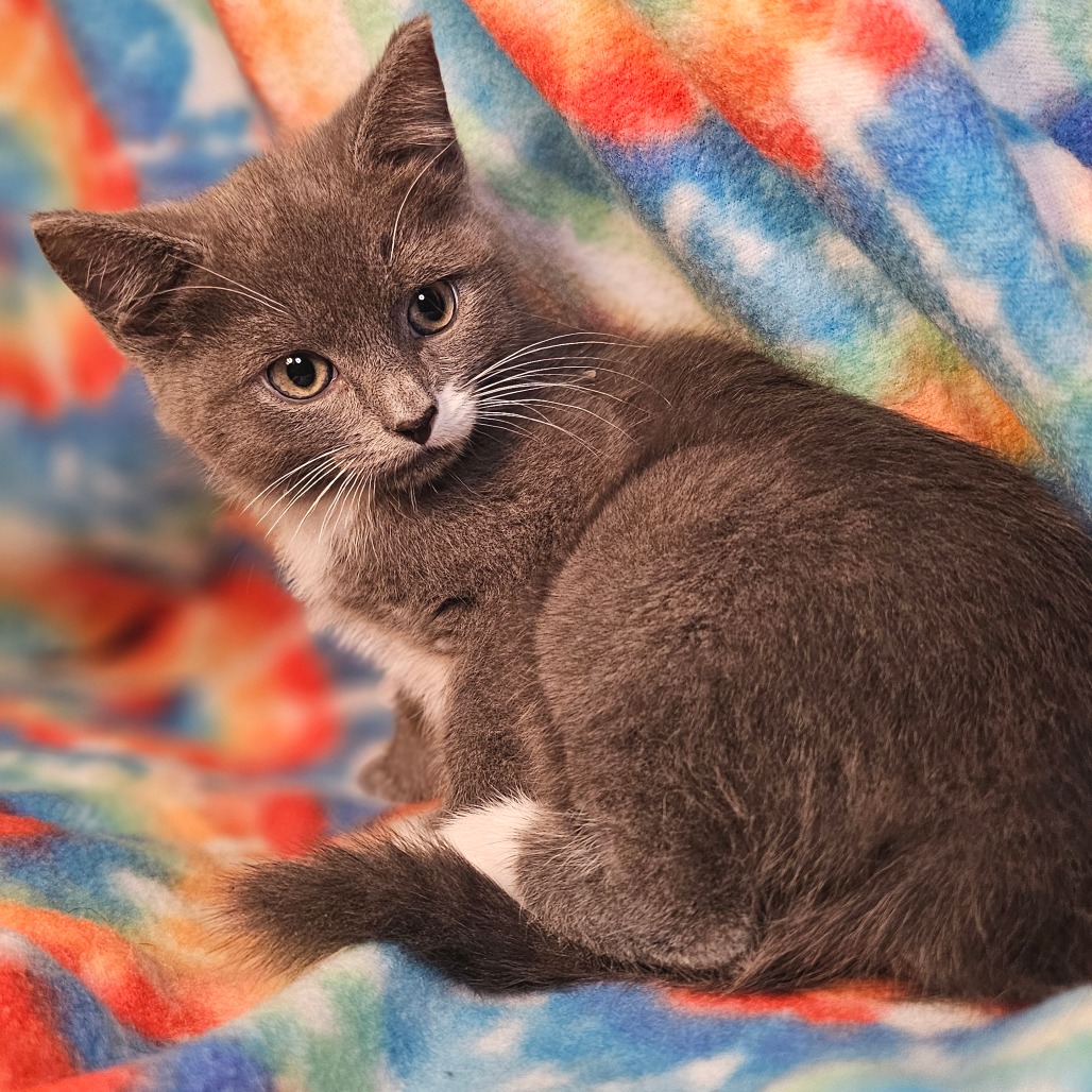MARBLE (BONDED WITH STONE) - Domestic Shorthair for adoption in Roswell
