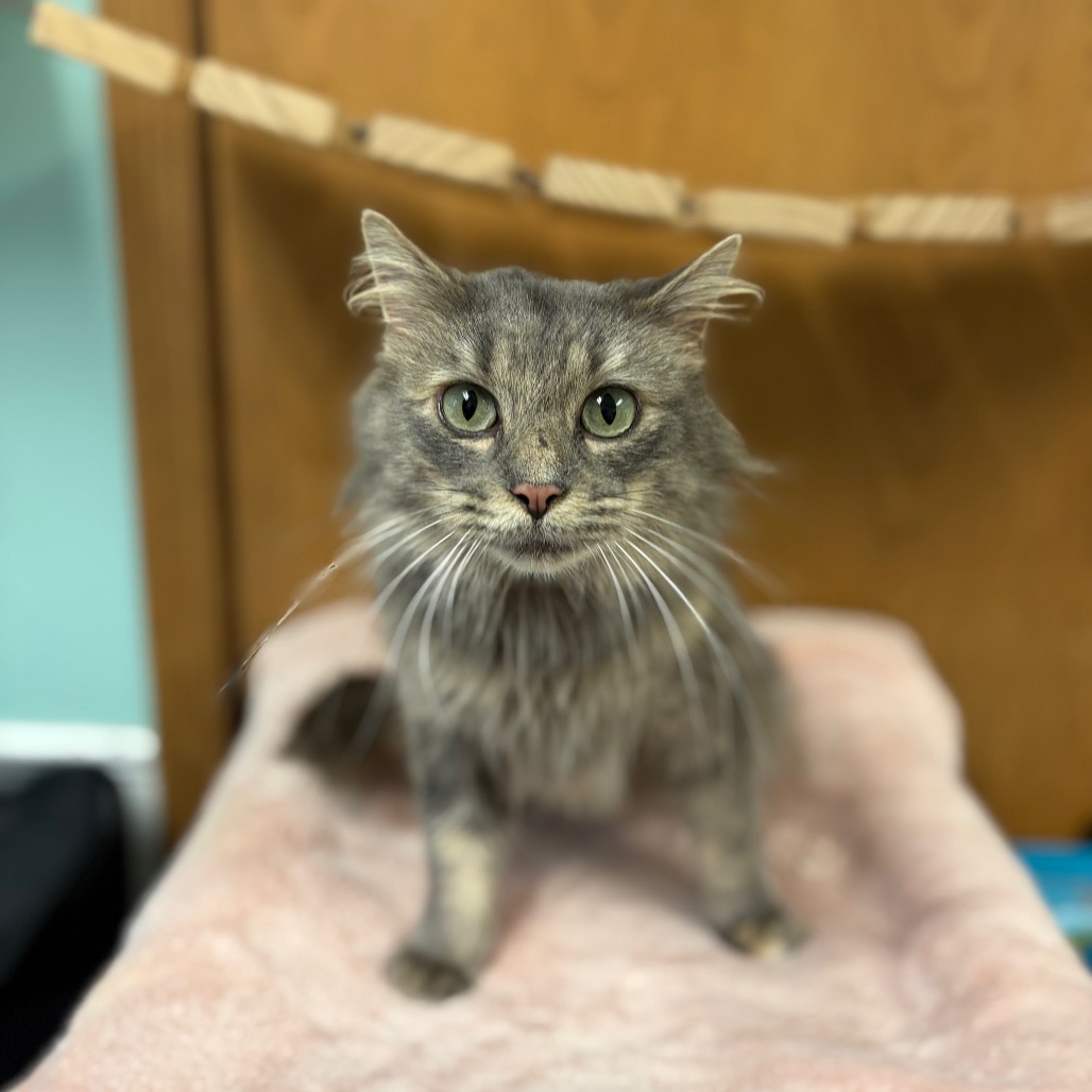 Gardenia--In Foster