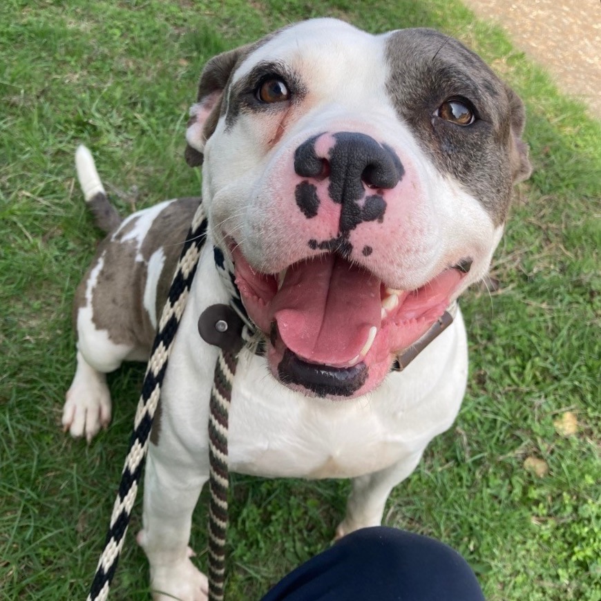 Botany , a Catahoula Leopard Dog