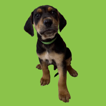 Tusc Stray 83015 2 3 4